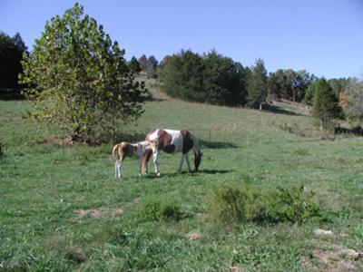 Magic and Flicka when I first got them!