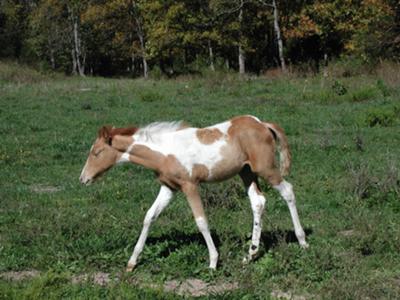 Flicka when I first got her!