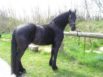 Freia