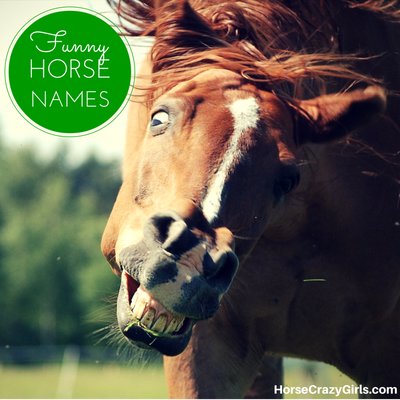 A chestnut horse with a white stripe shaking its head. In the background are trees and grass. In the upper left hand corner is a green circle with the words Funny Horse Names in white lettering.