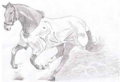 A pencil drawing of a horse galloping and kicking up dust. The horse is wearing a turnout blankets and a halter. The horse has a star, white pastern on front left leg and a white sock on right hind.