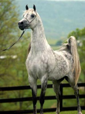 Silverdust, Reese's mare