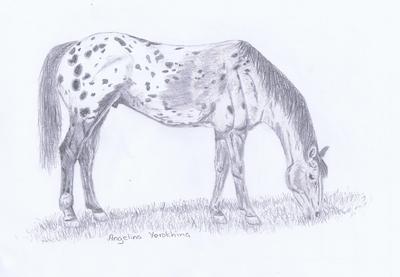 A pencil drawing of an Appaloosa horse grazing.