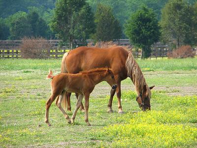 Sugar,Mare,Bear colt
