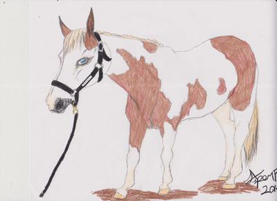 An drawing of a chestnut and white paint horse with a blue eye. The horse is wearing a black halter and lead rope. The mane and tail is blondish and the horse is standing on dirt.