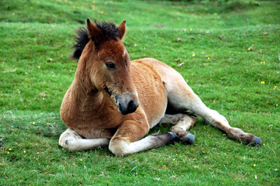 my foal prancer