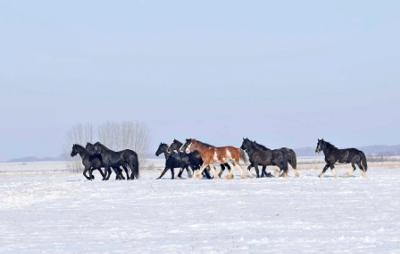 The Herd Of The Friesians