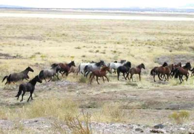 The Herd Of The Mustangs