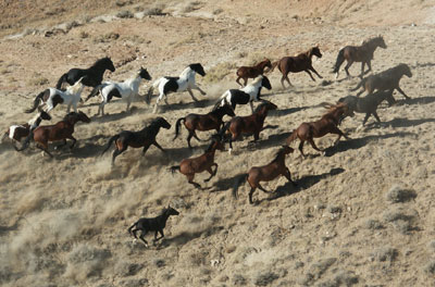 The wild pony herd