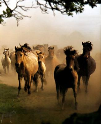 Mustangs