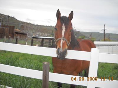 Polly which is a quater horse