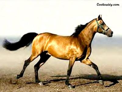My Dream Horse!
