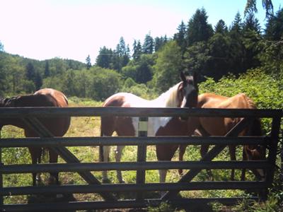 hollywood is the one on the far right with the purple halter.