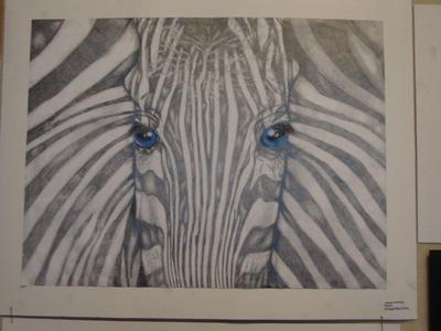 A close up drawing of a zebra with other zebra stripes in the background. The zebra is black and white and has blue eyes. It is facing the observer.