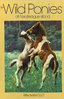 The Wild Ponies of Assateague Island by Donna K. Grosvenor book cover