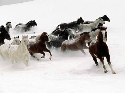 snow horses