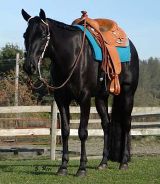 This is Patriot. Allison barrel races with him 