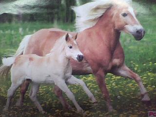 I lovee foals!