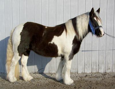 This Is My Favrouite Breed Of Horse It's A Gypsy Vanner. 