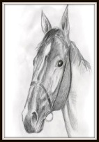 A pencil drawing of a horse's head. The horse is wearing a bridle that doesn't have reins. The horse has a white stripe.