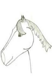 Horse head pencil drawing