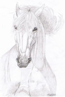 grey Andalusian head