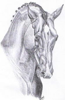 How to draw Horse Face with pencil sketch Step by Step  YouTube