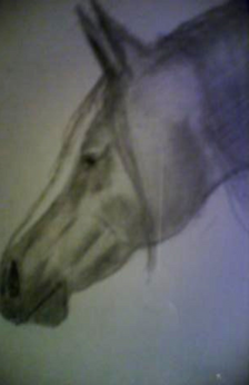 A pencil drawing of a horse stretching its head out. The horse has a white stripe. Only the horse's head and neck are drawn.