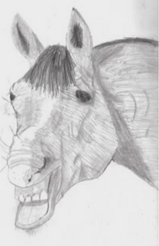 A pencil drawing of a horse yawning. The horse's teeth are showing and the horse has a white stripe.  Only the horse's head and neck are drawn.
