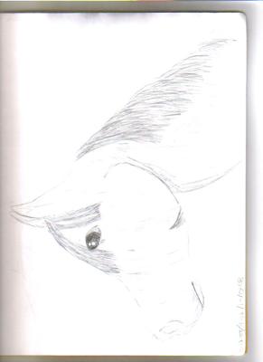 A pencil drawing of a horse's head.