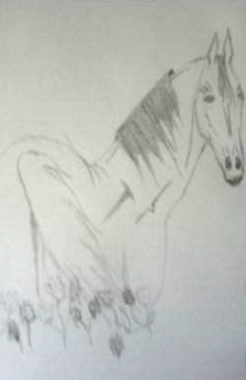 A pencil drawing of a horse standing in a field of flowers looking back over its shoulder.