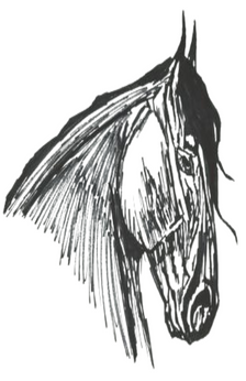 A drawing of a horse's head. The drawing was probably done with pencil or pen. Only the horse's head and neck have been drawn. The horse's head is tucked in towards its chest.