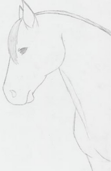 A pencil drawing of a horse's head. There is no shading in the drawing. Only the horse's head, chest, and neck are shown.