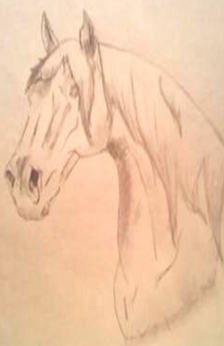 A pencil drawing of a horse's head. The horse appears to be a Friesian. Only the horse's head and neck are drawn.