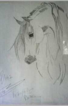 A pencil drawing of an Arabian horse looking down towards the ground the artists signature is in the bottom left corner. Only the horse's head, neck, chest and barrel are drawn.