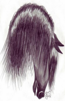 A drawing of black horse head. The horse's mane covers the horse's eye and neck. The horse is looking downward in the drawing. The artist's signature is near the bottom right hand corner.