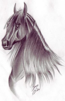 An drawing a black horse. The horse's head, neck, and chest are in the drawing. The artist's signature is near the center bottom of the drawing.