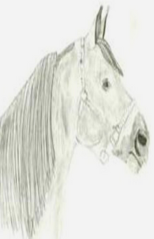 A pencil drawing of a horse head. The horse is wearing a halter and has a bridle path. Only the horse's head and neck are drawn.