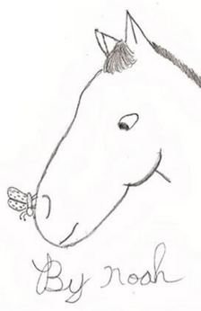 A pencil drawing of a horse head with a butterfly on the horse's nose. There is also writing that says By Noah on the drawing. Only the horse's head is drawn.