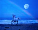 MOONBEAM HORSE