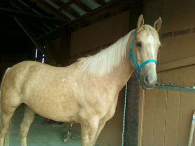 My horse Comet<3