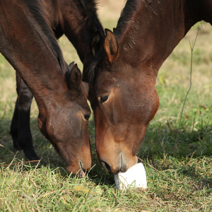 Horses licking a salt block