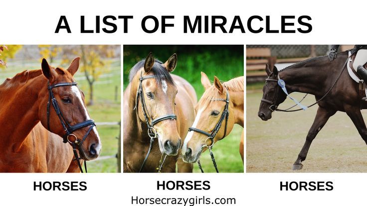 Text says a list of miracles and then shows 3 pictures of horses with the word horses repeated