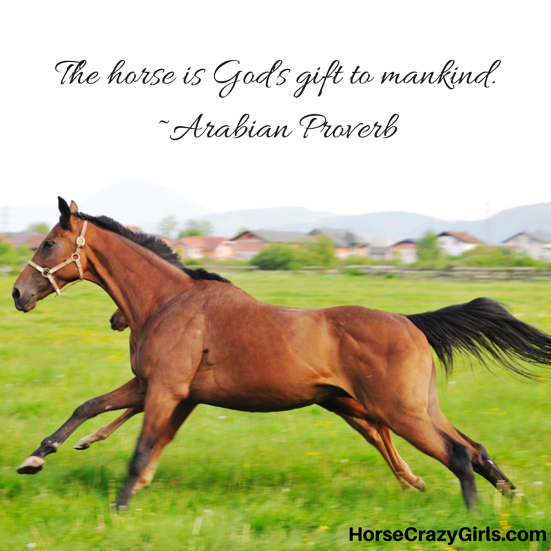 Horse Quotes