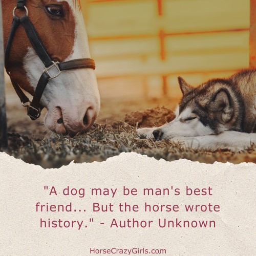 Horse Quotes