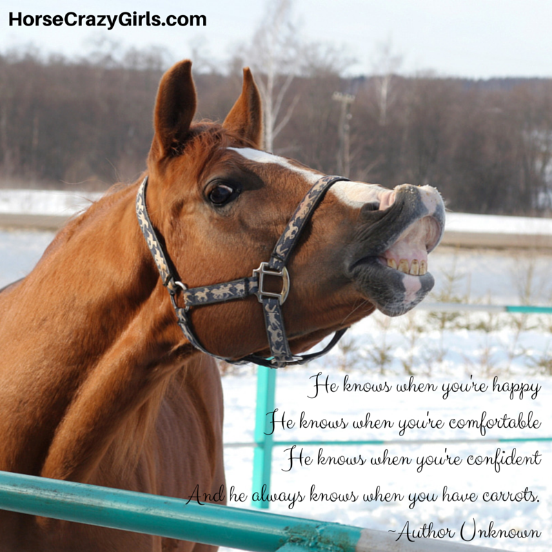A picture of a horse with his lip curled with the words "He knows when you're happy. He knows when you're comfortable. He knows when you're confident. And he always knows when you have carrots."