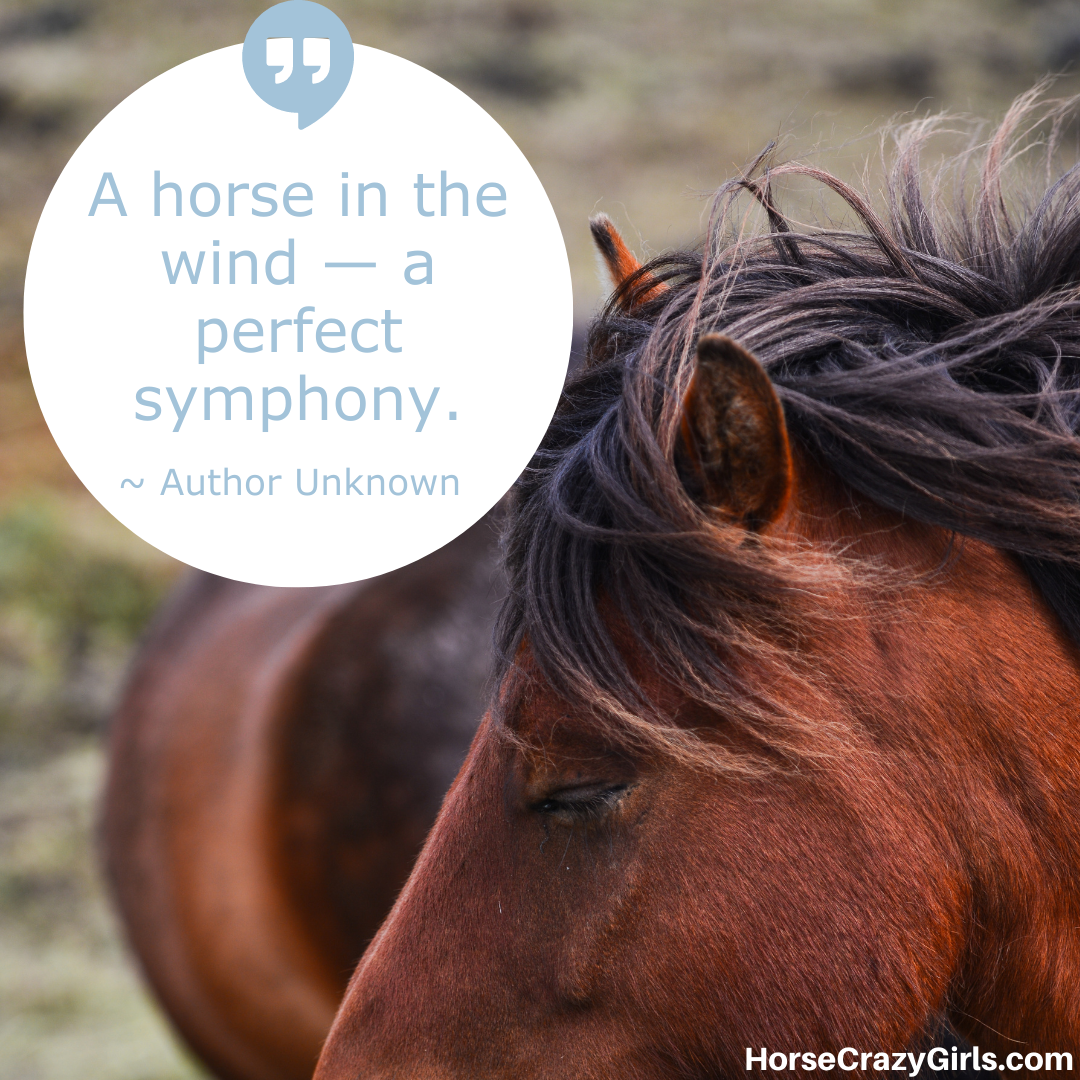 A close up image of a horse with the quote “A horse in the wind — a perfect symphony.” ~ Author Unknown
