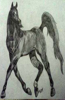 A drawing of an Arabian horse trotting.