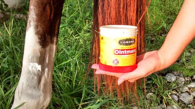 An open container of Corona Multi-Purpose Ointment being held up by a person's hand next to the hind leg of a horse. The horse's leg has some of the ointment on it.
