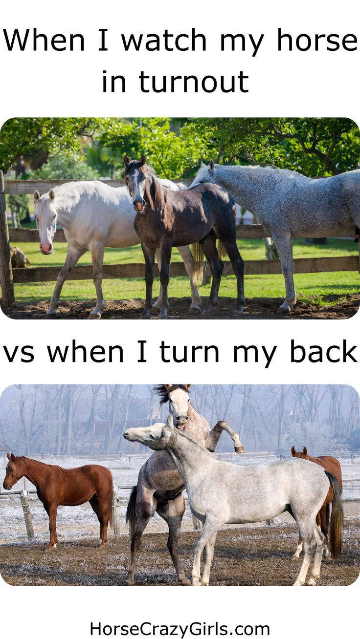 horse-turnout-meme